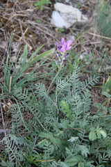 Astragalus bungeanus