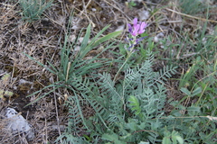Astragalus bungeanus