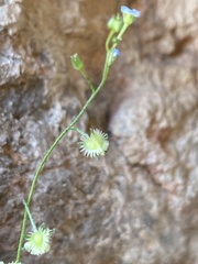 Mimophytum alienoides