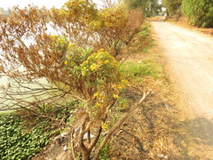 Barkleyanthus salicifolius