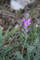 Astragalus bungeanus