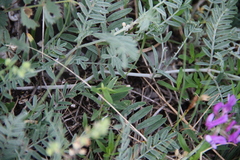 Astragalus bungeanus