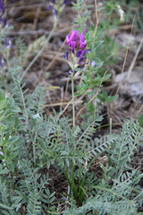 Astragalus bungeanus