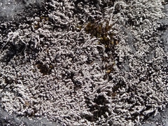 Stereocaulon vulcani