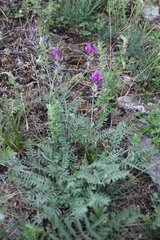 Astragalus bungeanus