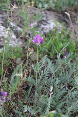 Astragalus bungeanus