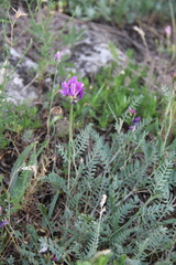 Astragalus bungeanus