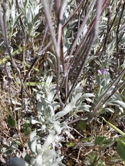 Eriogonum wrightii trachygonum