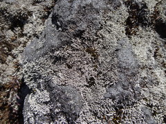 Stereocaulon vulcani