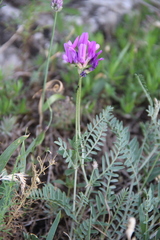 Astragalus bungeanus