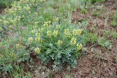 Astragalus calycinus