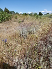 Eriogonum wrightii trachygonum