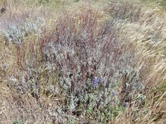 Eriogonum wrightii trachygonum