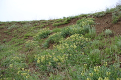 Astragalus calycinus