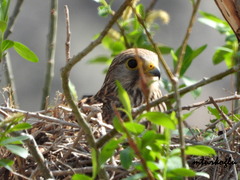 Falco tinnunculus