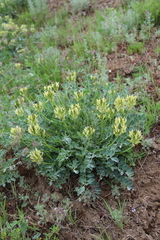 Astragalus calycinus