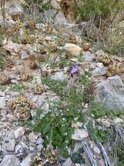 Streptanthus cutleri