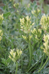Astragalus calycinus