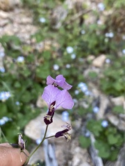 Streptanthus cutleri