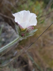 Convolvulus lanuginosus