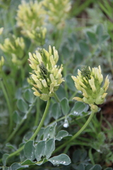 Astragalus calycinus