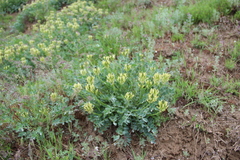 Astragalus calycinus