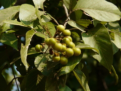 Sapindus trifoliatus