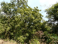 Sapindus trifoliatus