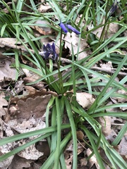 Hyacinthoides non-scripta