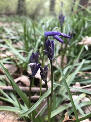 Hyacinthoides non-scripta