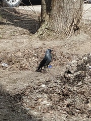 Corvus monedula