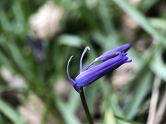Hyacinthoides non-scripta