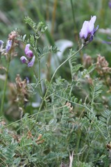 Astragalus captiosus