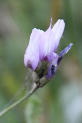Astragalus captiosus