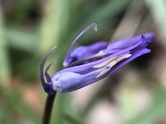 Hyacinthoides non-scripta