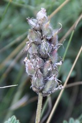 Astragalus captiosus