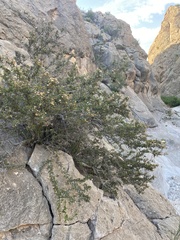 Purshia ericifolia