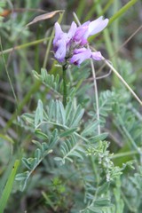Astragalus captiosus