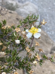 Purshia ericifolia