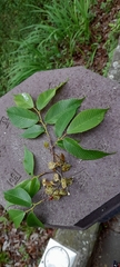 Ulmus uyematsui