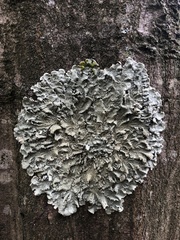 Flavoparmelia caperata