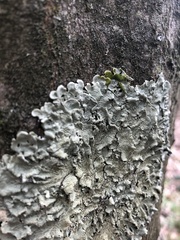 Flavoparmelia caperata