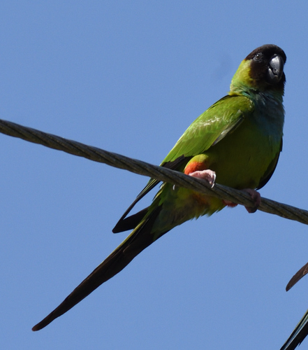 Aratinga ñanday (Aratinga nenday)