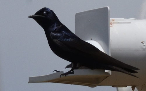 Purple Martin (subis/arboricola)