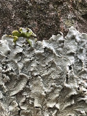 Flavoparmelia caperata