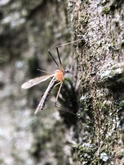 Diptera