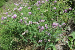 Astragalus captiosus
