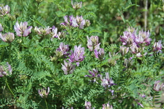 Astragalus captiosus