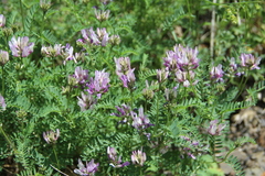 Astragalus captiosus