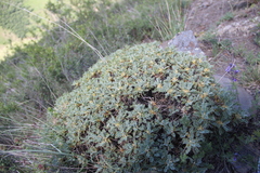Astragalus caspicus